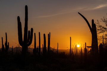 Sunset in Saguaro National park