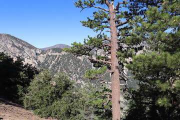 Fototapeta premium pine tree in the mountains
