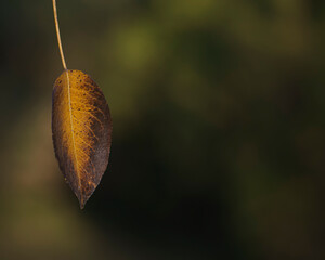 a lonely leaf in autumn with blur background and copy space