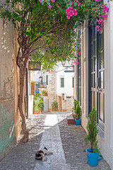 Greek alley, in a small village, with white houses, and many plants, including various cactus planters