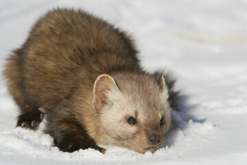 Obraz premium Pine Martin in snow covered field