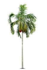 Betel nut trees or Areca nut palm trees isolated on white background, clipping paths