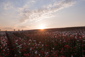 sunset over the field, poppyseed blossoms with red poppycock