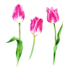 Set of watercolor flowers. Pink tulips, stems, leaves. Bright botanical illustration isolated on white background. Best for wedding, anniversary, birthday, invitations, romance
