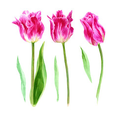 Set of watercolor flowers. Pink tulips, stems, leaves. Bright botanical illustration isolated on white background. Best for wedding, anniversary, birthday, invitations, romance