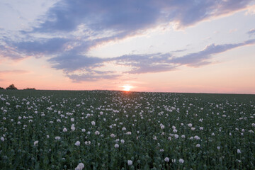 sunset over the field, poppyseed blossoms
