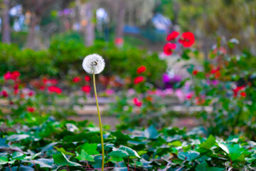 Clock (blowball) of single dandelion in a park, red flowers in blurred background.