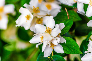 white jasmine, sweet mock orange, English dogwood flower closeup on the tree with green leaves
