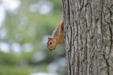 squirrel on a tree
