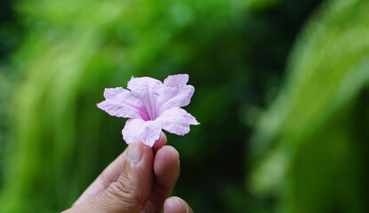 flower in the hand