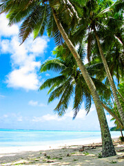 Aitutaki, Cook Islands, Polynesia: shaded beach with old coconut palms, blue lagoon and blue skies with white clouds.