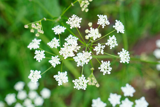 Closeup shot of pignut flowers in the meadow