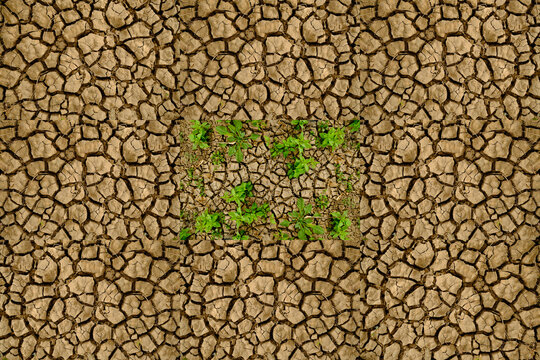 Natural Disasters: Drought - Fragile Plants And Cracked Dry Soil, Collage.