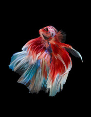 The moving moment beautiful of betta fish on black background