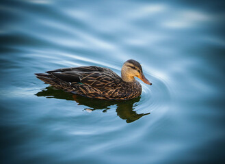 Duck swimming calm in lake