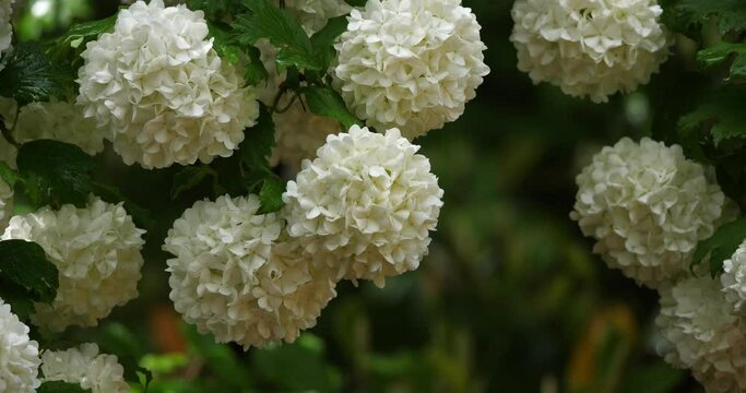 Flowers of Viburnum opulus known as guelder-rose or guelder rose.