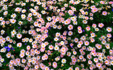 Bed of pink camomile flowers, all space filled with plants and blossom, top view.