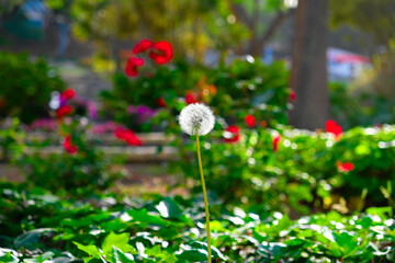 Blowball of dandelion in a garden, different flowers in blurred background.
