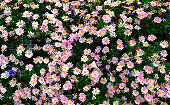 Flower Bed Top View Images – Browse 14,067 Stock Photos, Vectors, and Video  | Adobe Stock