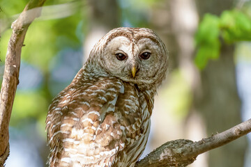 Portrait of a beautiful female barred owl. Ottawa, Ontario, Canada