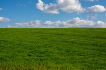 Fototapeta na wymiar 緑の草原と青空に浮かぶ雲 