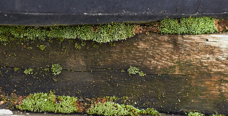 Moss coming out of rotting wood