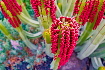 Vivid red fruits of succulent plant (Euphorbia canariensis).