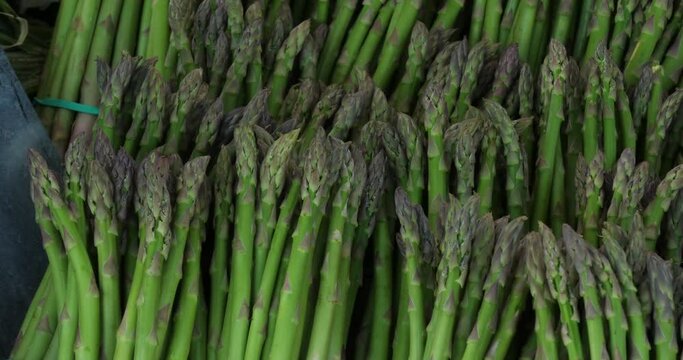 Asparagus,also known as  garden asparagus A bundle of cultivated asparagus