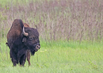 Bison in Tallgrass Prairie, Oklahoma