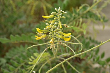 Beauty of nature with artificial Structure in Changi village ,Singapore .