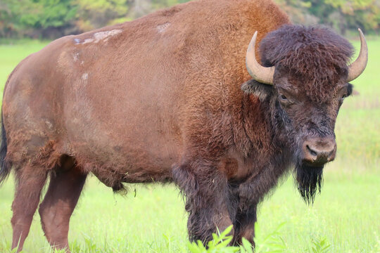 Bison, Tallgrass Prairie,  Oklahoma