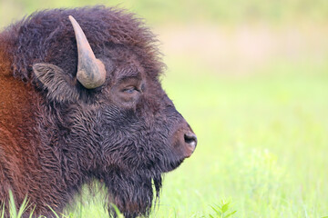 Bison head shot, mouth closed, dozing, tallgrass prairie, Oklahoma