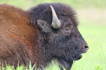 Bison head shot, tallgrass prairie, mouth open, chewing