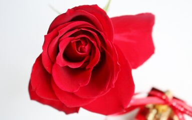 花　赤いバラ　
