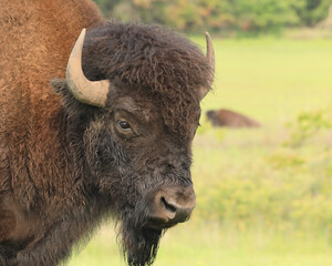 Bison Head shot. Oklahoma Tallgrass Prairie