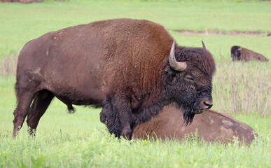 Grazing Bison in Oklahoma