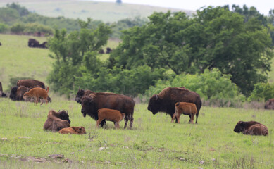 Herd of Bison with Babies in Oklahoma