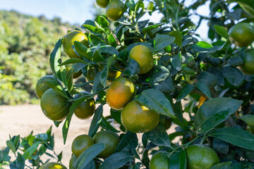 growth and ripening of mandarins
