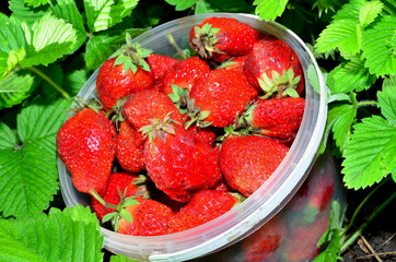 Fresh, harvested, unwashed strawberries in a plastic bowl.