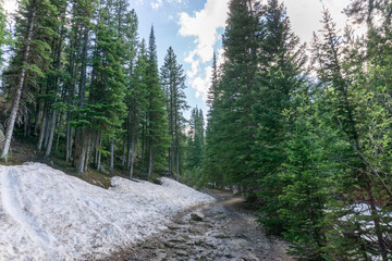 Fototapeta premium Snow drifts in spring along Colorado hiking trail