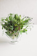 Raw microgreen sprouts in a glass on a white background.Organic microgreens for vegan cooking. Healthy food and diet concept.Top view, copy space.