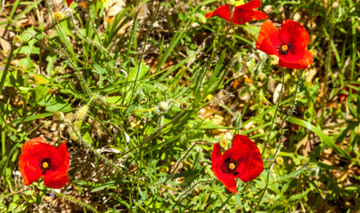 Obraz premium poppies