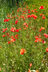 poppies