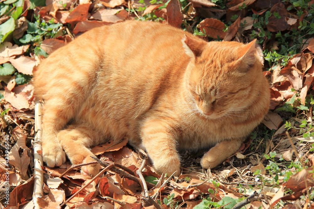 Poster 半分眠っているリラックスした野良猫