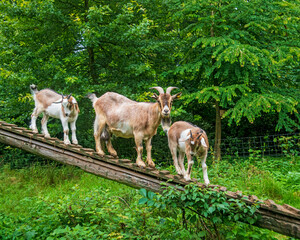 Goats at play