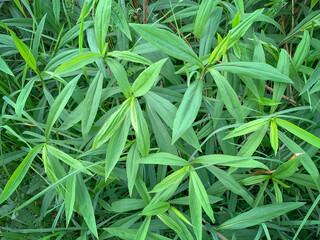 Obraz premium Natural green leafy texture background, selective focus