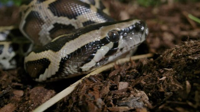 Baby burmese python crawling along the dirt
