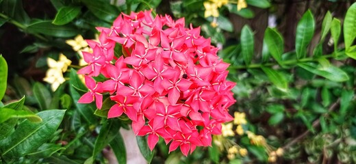 flowers in the garden