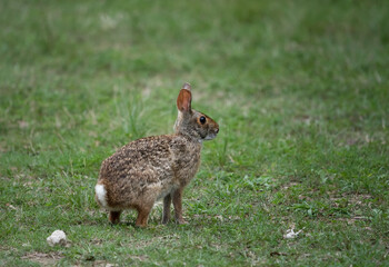 The swamp rabbit (Sylvilagus aquaticus), or swamp hare, is a large cottontail rabbit - obrazy, fototapety, plakaty