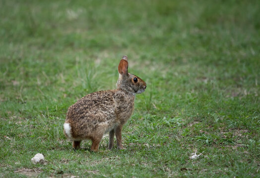 Swamp Rabbit (Sylvilagus aquaticus)